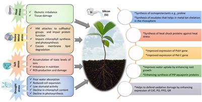 Multidimensional Role of Silicon to Activate Resilient Plant Growth and to Mitigate Abiotic Stress